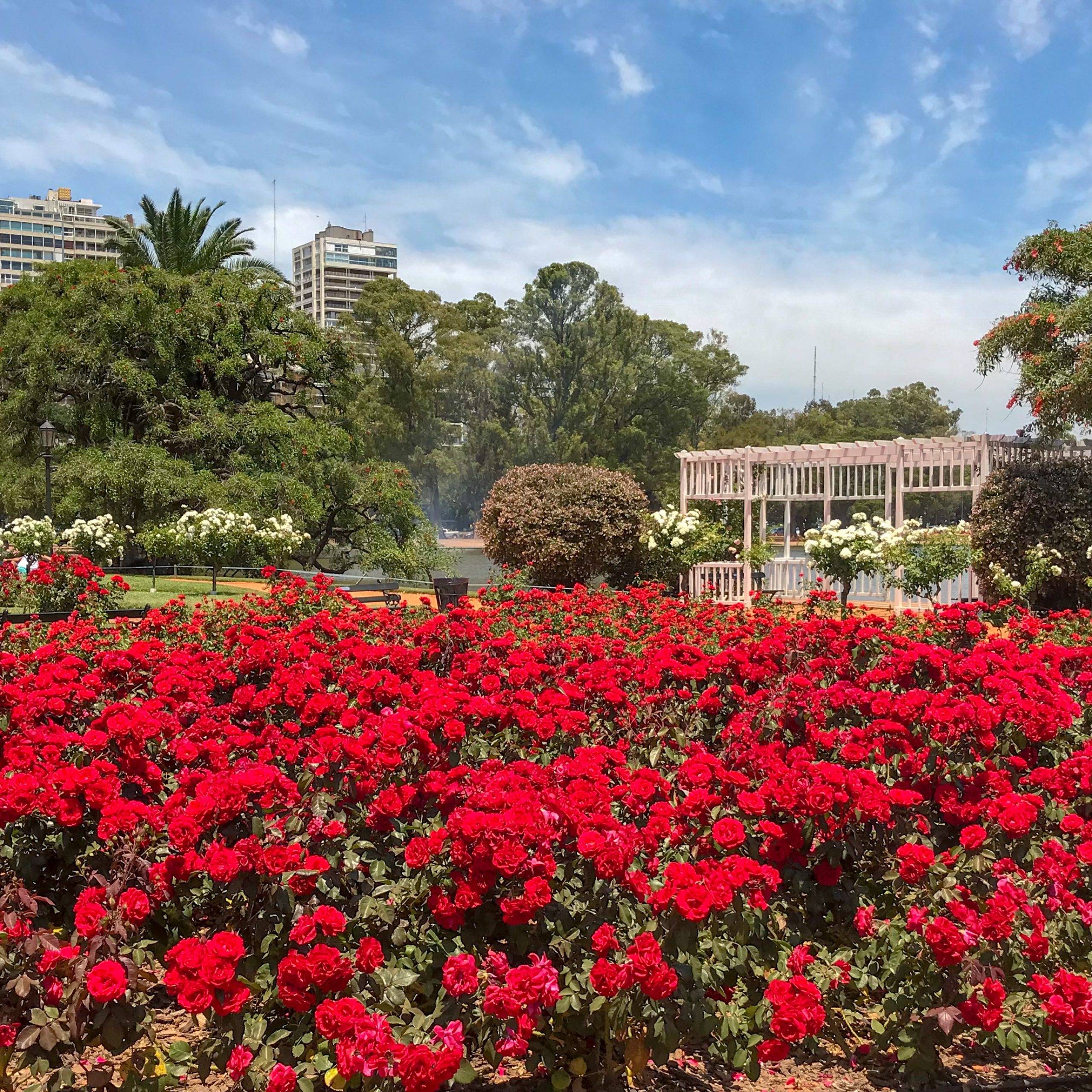 Rosedal de Palermo