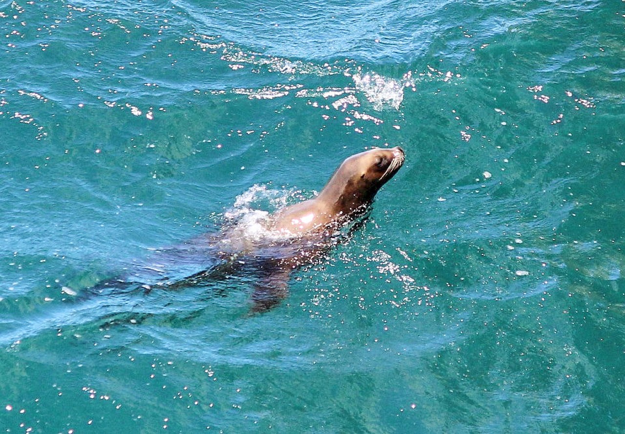 A seal swimming in the sea.