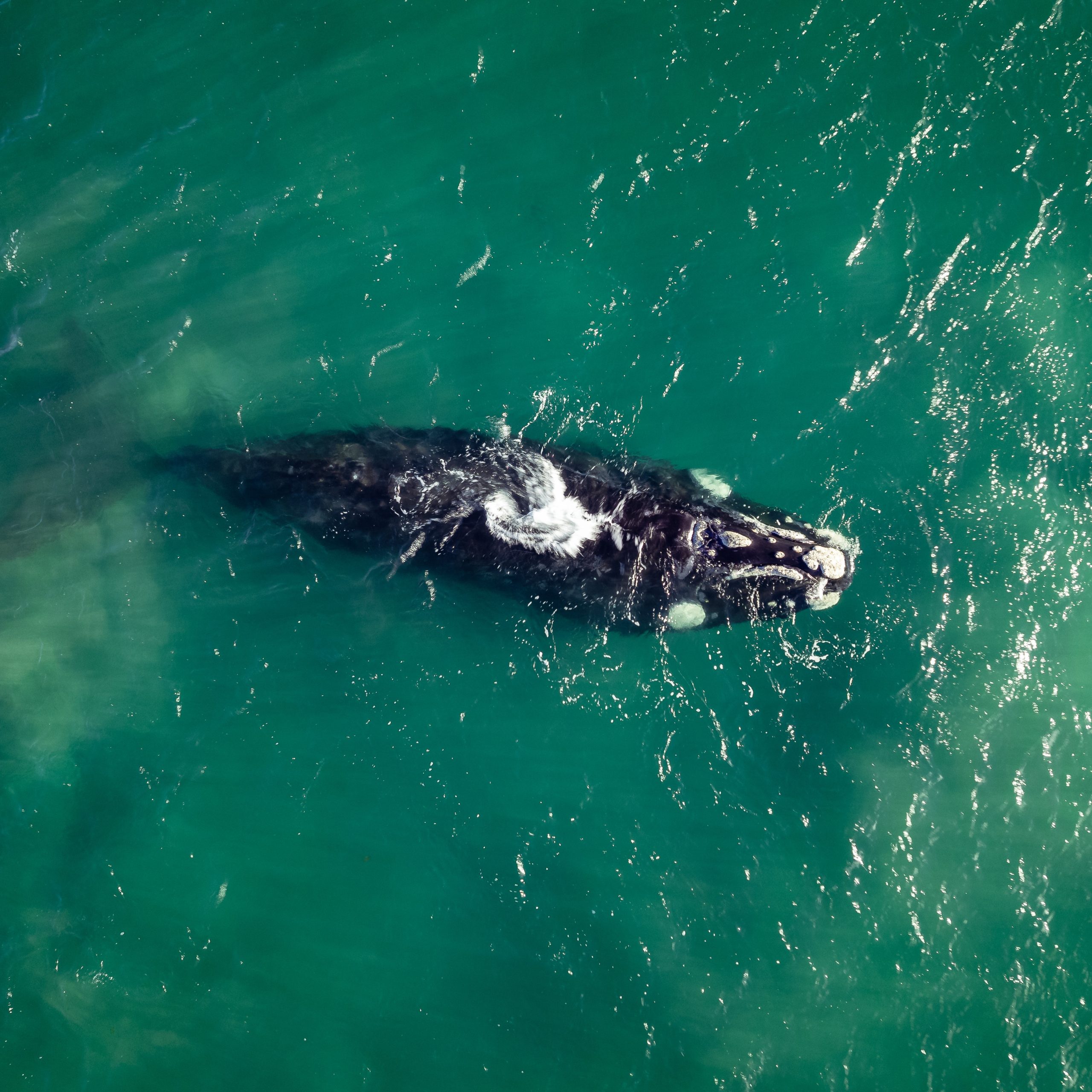 A whale swimming in the sea