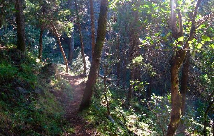 Bandurrias Lookout